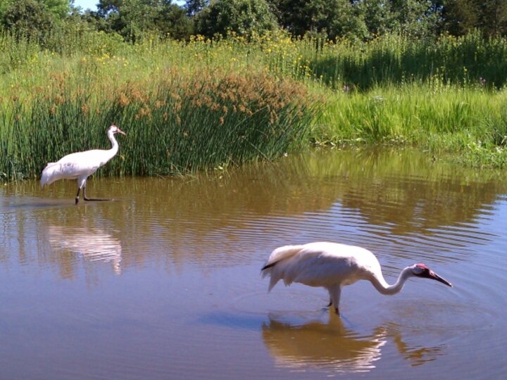 Two Cranes