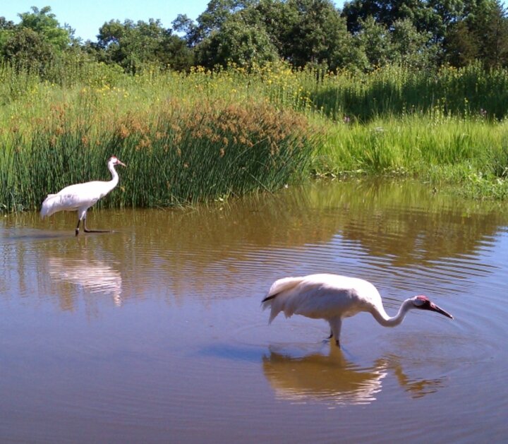 Two Cranes